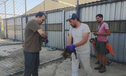 “Kurtlar ve köpekler akraba mı?” araştırması