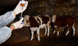 Diyarbakır'da hayvanların yüzde 30'u şap hastalığına yakalandı