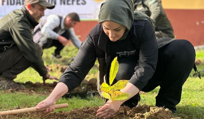 Bin adet kestane fidanı toprakla buluştu